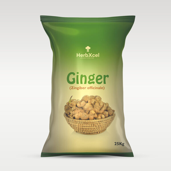 Ginger (Zingiber officinale)