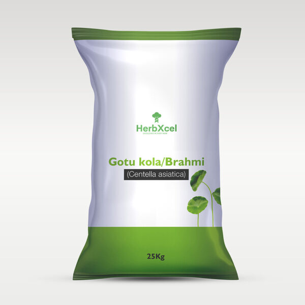 Gotu kola/Brahmi (Centella asiatica)