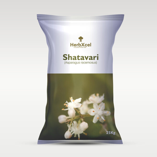 Shatavari (Asparagus racemosus)